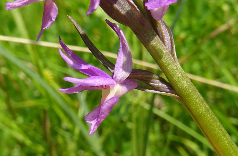 Dactylorhiza traunsteineri ?